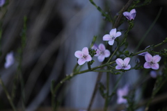 Cyanothamnus coerulescens