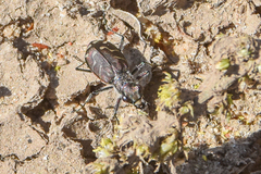 Cicindela tranquebarica
