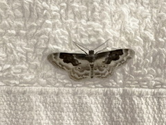 Idaea rusticata