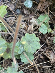 Alchemilla mollis
