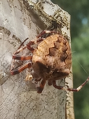 Araneus angulatus