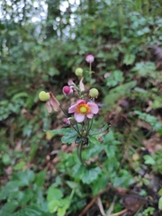 Eriocapitella hupehensis