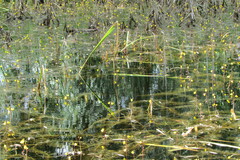 Utricularia vulgaris