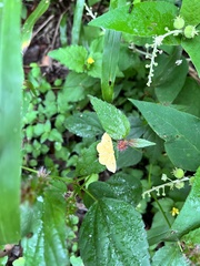 Scopula umbilicata