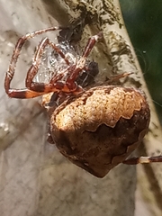 Araneus angulatus