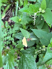 Scopula umbilicata