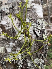 Misodendrum punctulatum