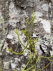 Misodendrum punctulatum