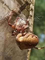 Araneus angulatus
