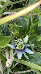 Passiflora edulis