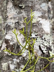 Misodendrum punctulatum