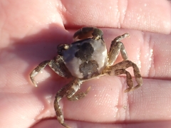 Hemigrapsus takanoi