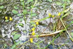 Utricularia vulgaris