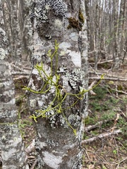 Misodendrum punctulatum