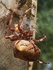 Araneus angulatus