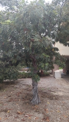 Lyonothamnus floribundus