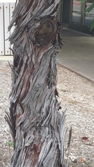 Lyonothamnus floribundus