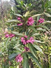 Clerodendrum fortunatum