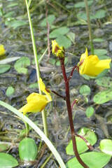 Utricularia vulgaris