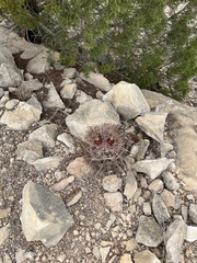 Hamatocactus hamatacanthus