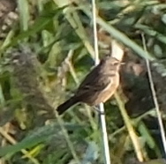 Saxicola rubicola