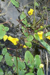 Utricularia vulgaris