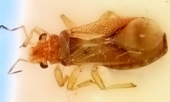 Thaumastocoris peregrinus