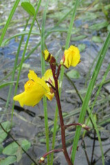 Utricularia vulgaris