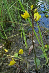 Utricularia vulgaris