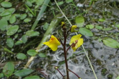 Utricularia vulgaris