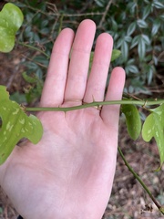 Smilax bona-nox
