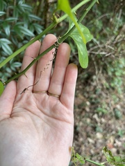 Smilax bona-nox