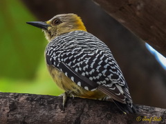 Melanerpes hoffmannii