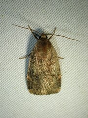 Cryptocala acadiensis