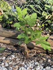 Fraxinus americana