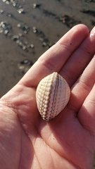 Cardiidae