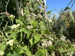 Mikania scandens
