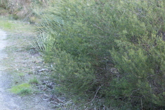 Acacia rupicola