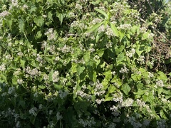 Mikania scandens