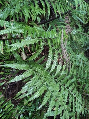 Microlepia strigosa