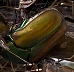Cotinis mutabilis