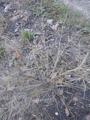 Eragrostis albensis
