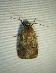 Cryptocala acadiensis