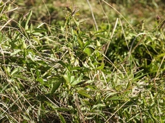 Muehlenbeckia sagittifolia