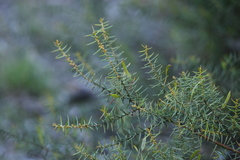 Acacia rupicola