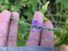 Verbena xutha