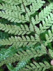 Microlepia strigosa