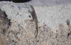 Podarcis siculus siculus