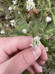 Brassicaceae