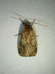 Cryptocala acadiensis